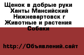 Щенок в добрые руки - Ханты-Мансийский, Нижневартовск г. Животные и растения » Собаки   